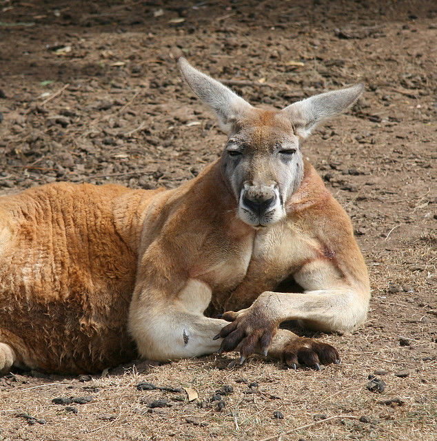 kangaroo biceps