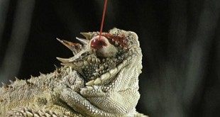 Horned Lizard