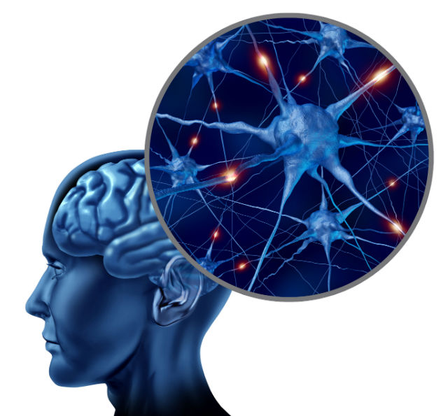 Brain plas­tic­ity
