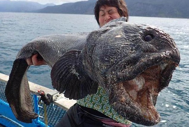 massive wolffish