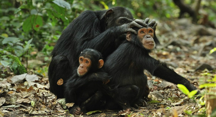 Chimpanzees fart