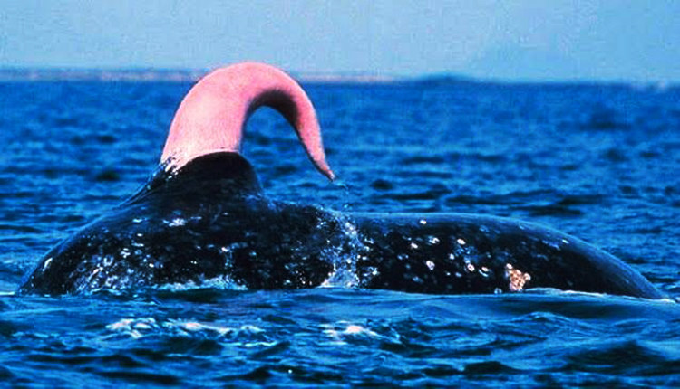 Sperm Whale Penis 3