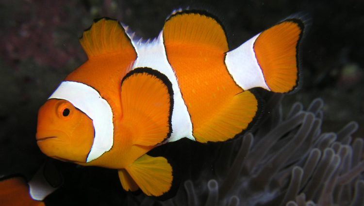 Male clownfish