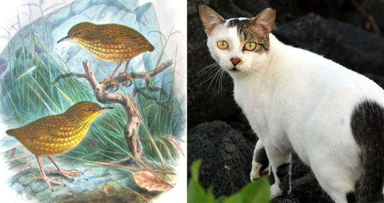 How Tibbles the Cat Killed a Rare Species of Birds to ...