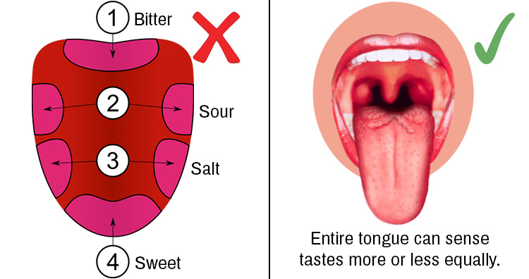 Entire tongue can taste more or less equally