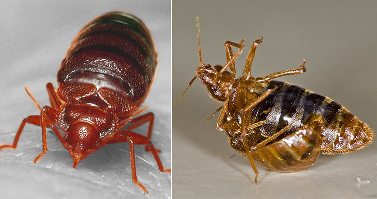 Bed Bug, male bedbug traumatically inseminates a female one
