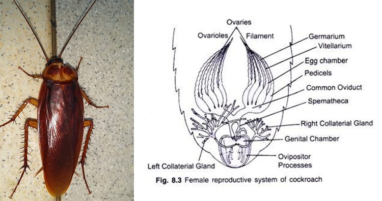 Cockroach, Female Cockroach Reproductive System