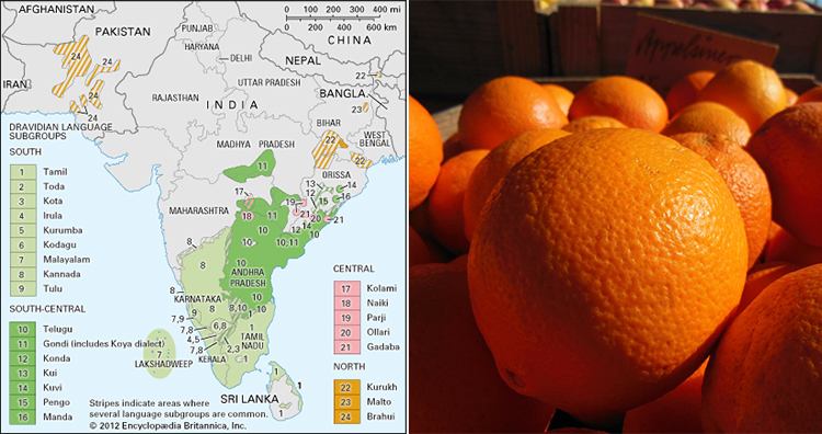 Dravidian Language subgroups, Orange