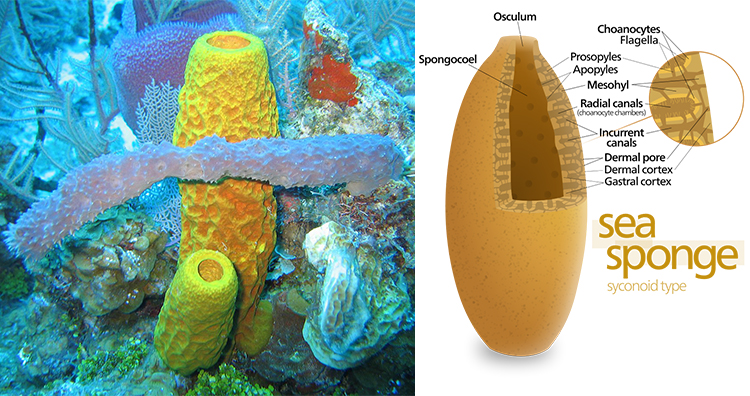 Sea Sponges, Sea Sponges diagram