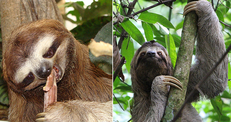 Sloth eating, Sloth