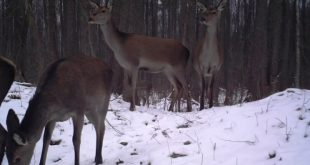 Wildlife of Chernobyl