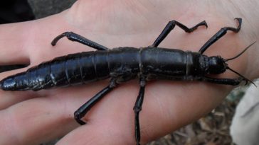 Rediscovered species